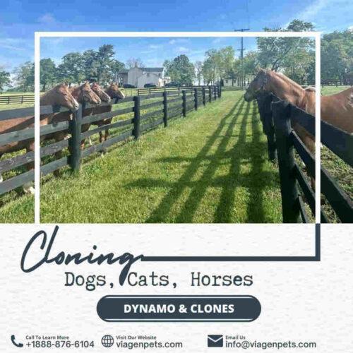 Horse Cloning With Gemini Genetics