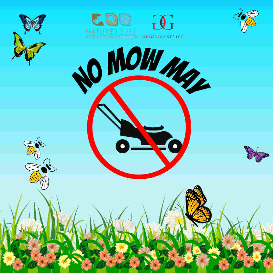 no mow may
