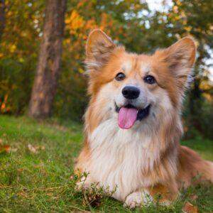 Fluffy corgi lying in the grass