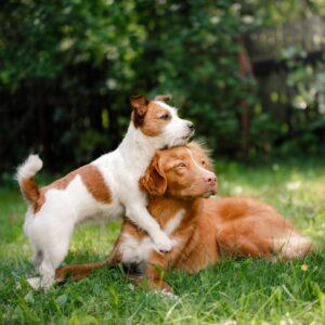 two dogs lying on grass