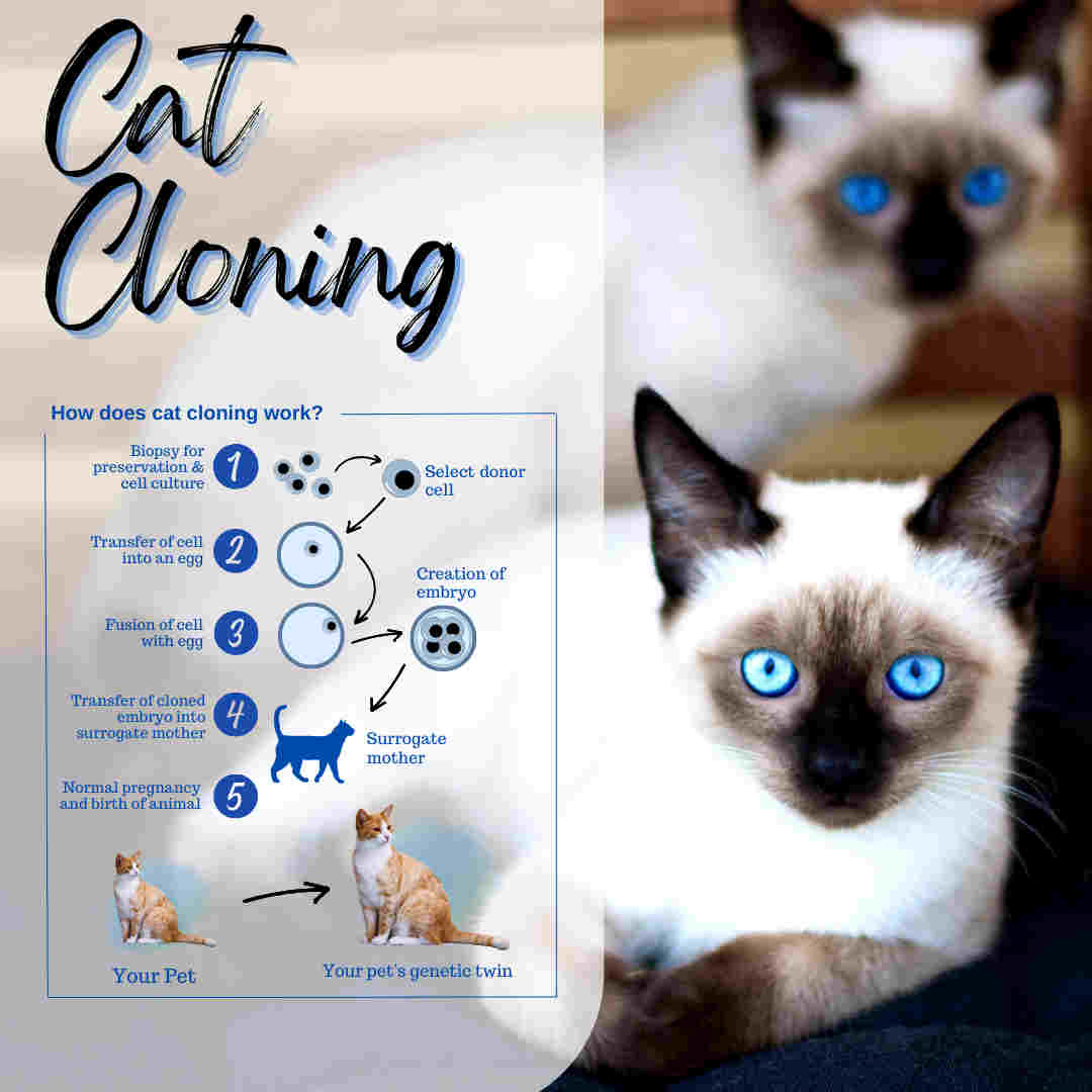How does cat cloning work