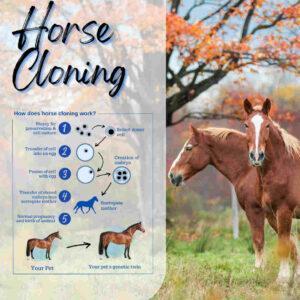 How does horse cloning work