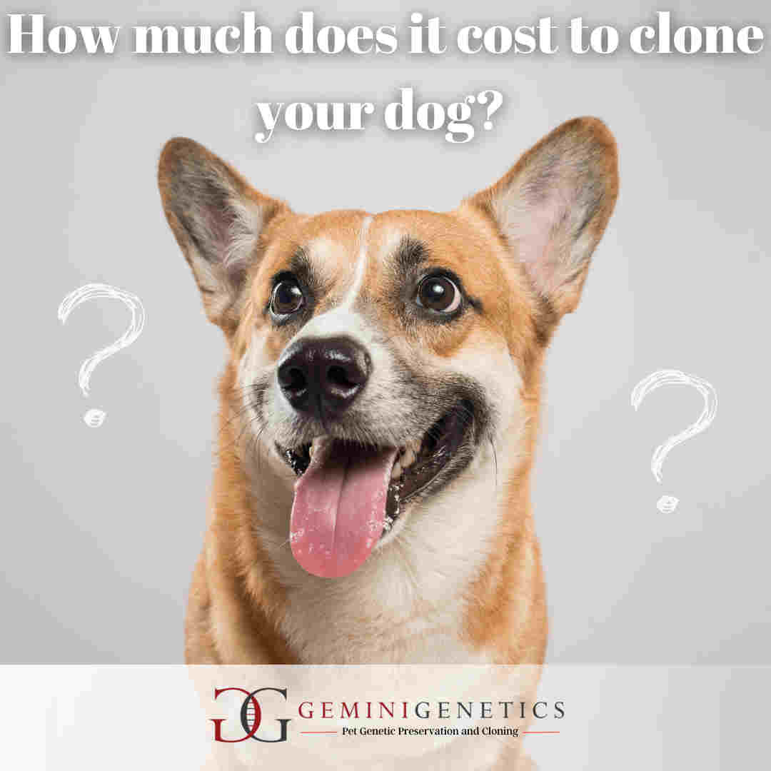 How much does it cost to clone your dog