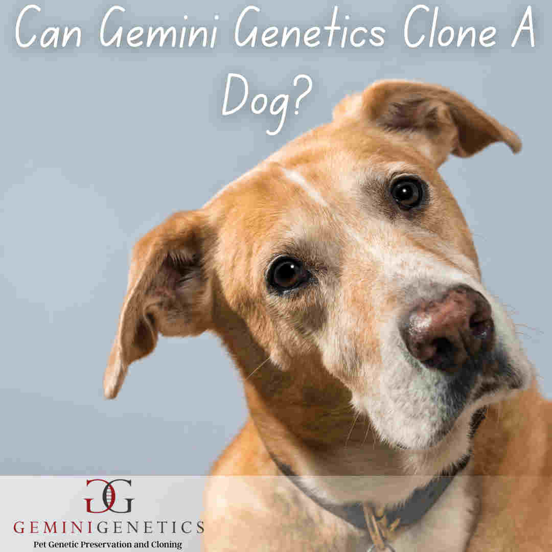 can Gemini Genetics clone a dog