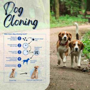 how does dog cloning work