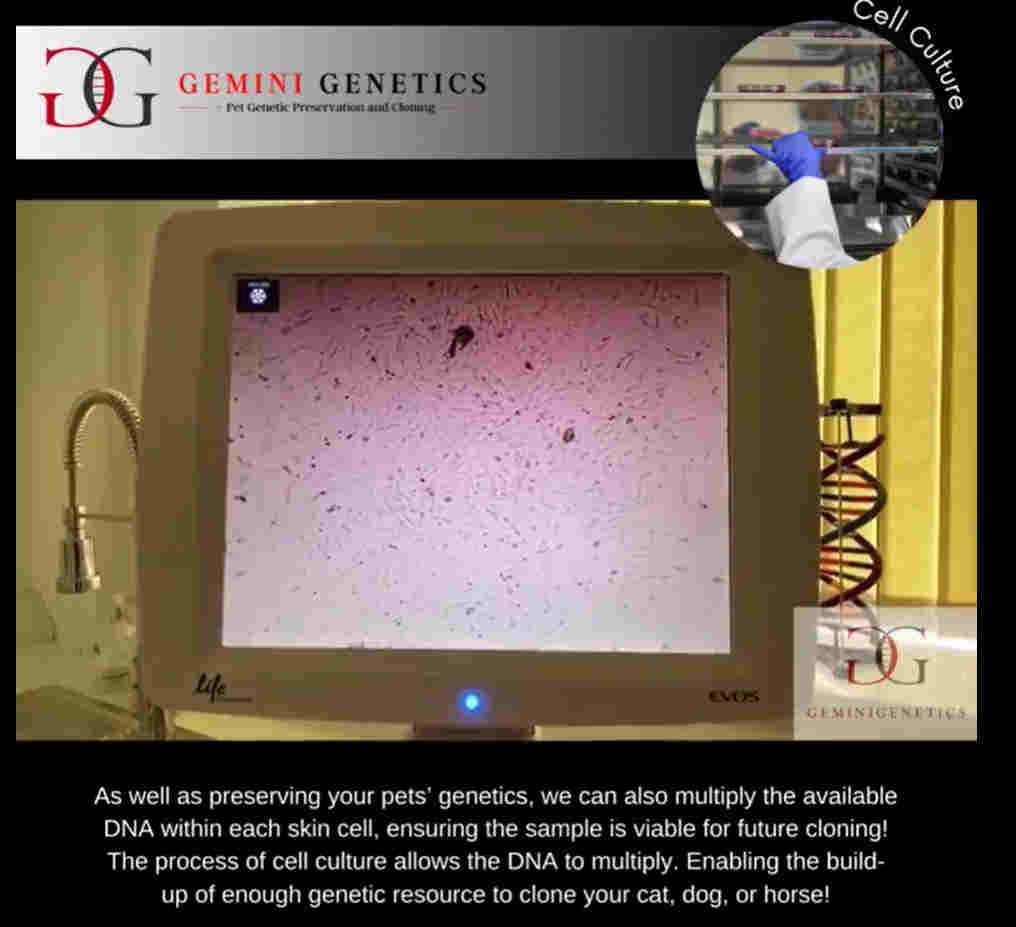 cell culture at Gemini Genetics