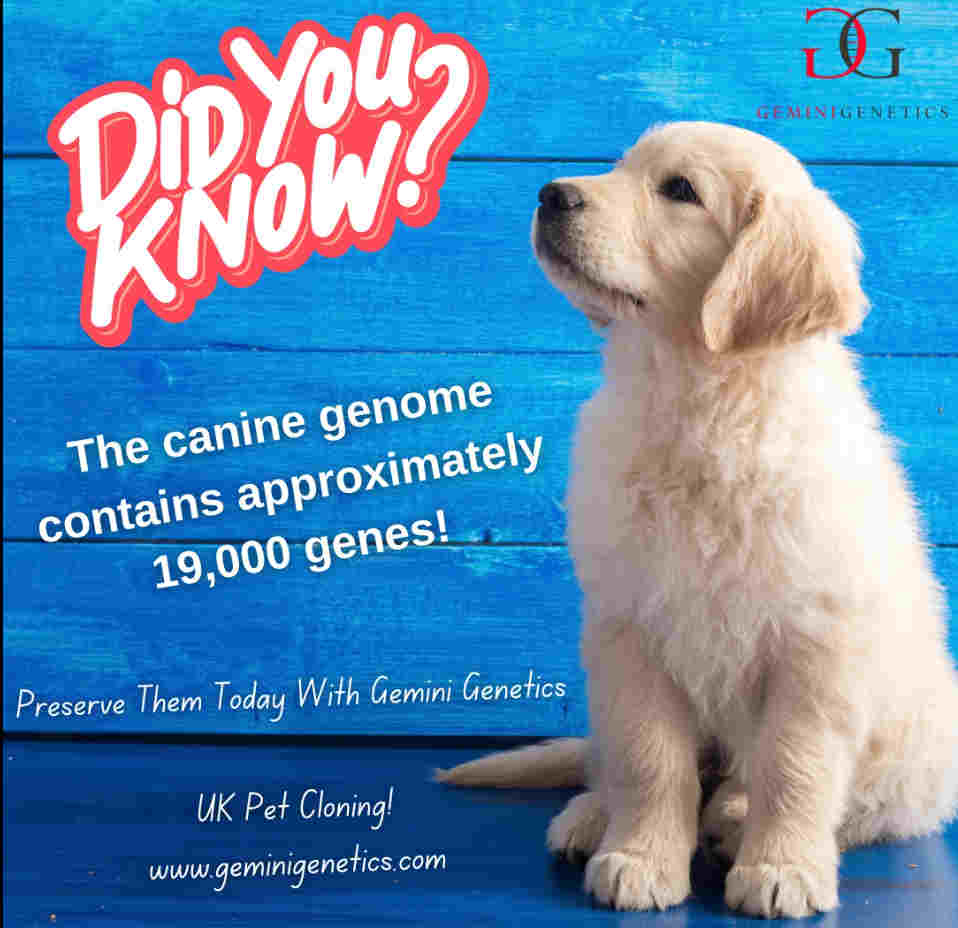 dog genome