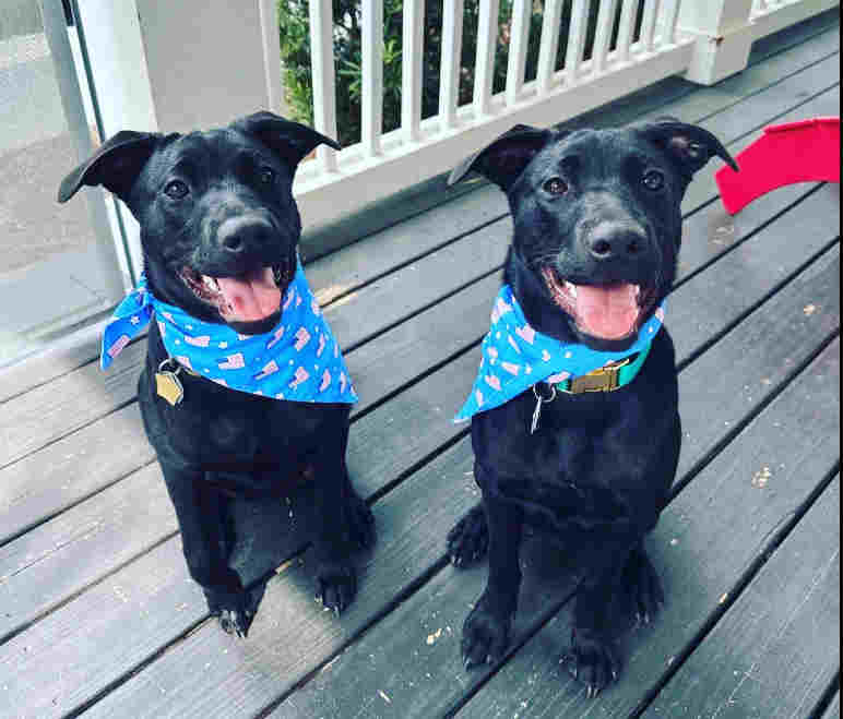 matching cloned dogs