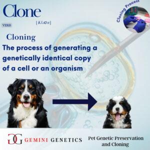 what is pet cloning 