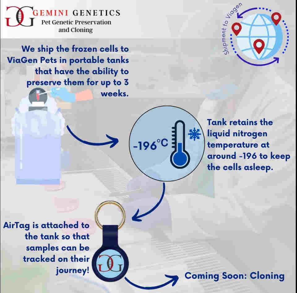 gemini genetics shipping to viagen pets