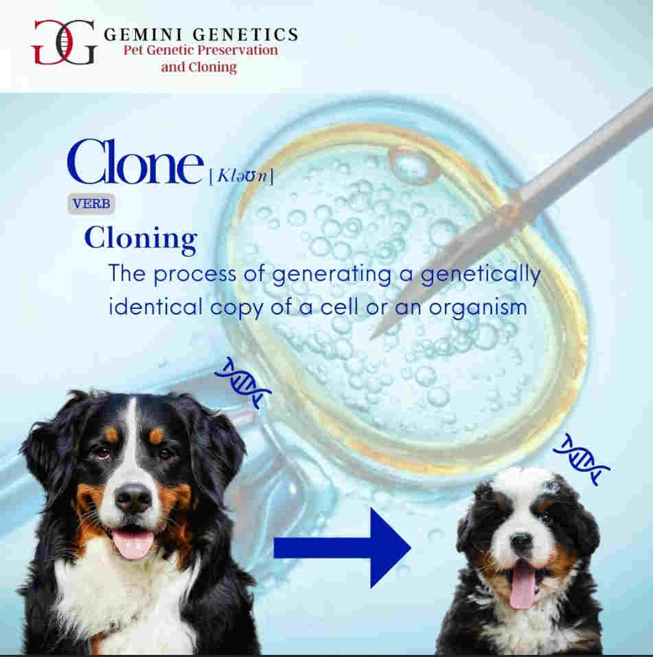 pet cloning definition