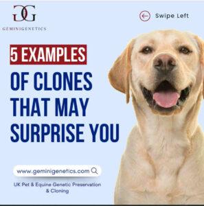 Natural Clones cloning in nature