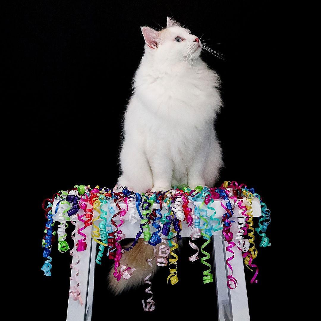 Photo of Clone Kitty