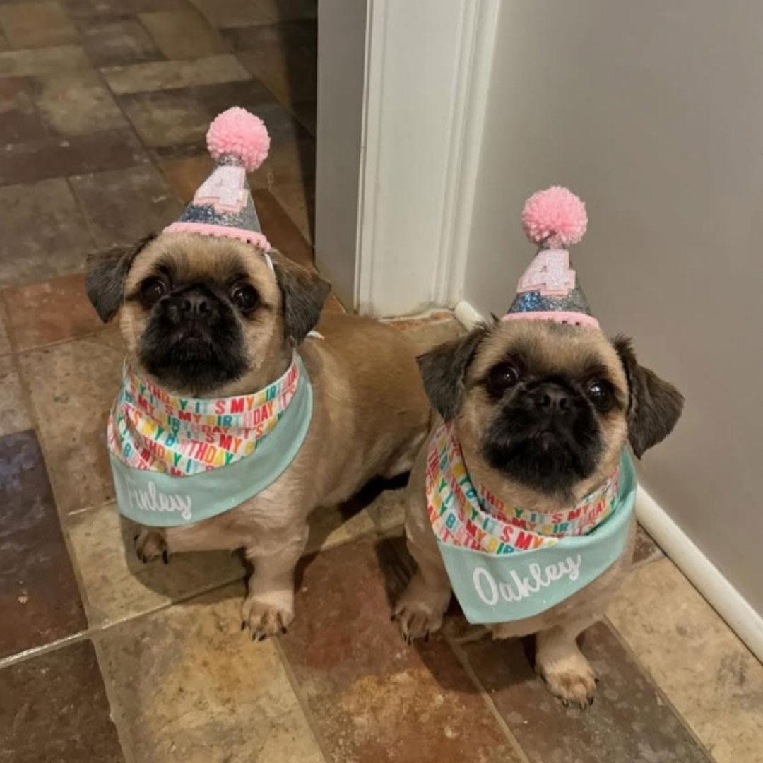 Photo of Finley & Oakley, cloned pugs