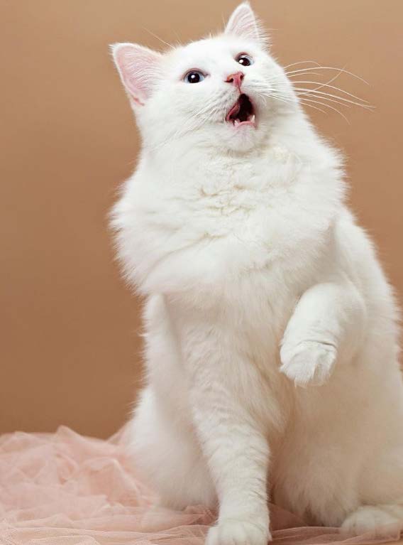 photo of clone kitty sat upright