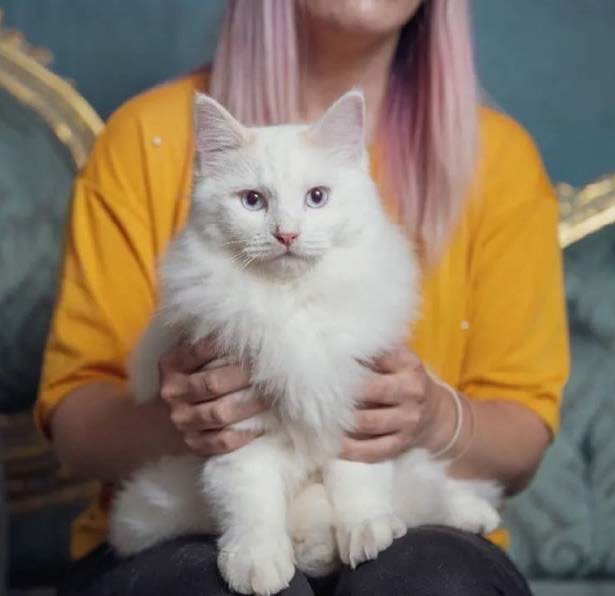 Photo of clone kitty on katies lap