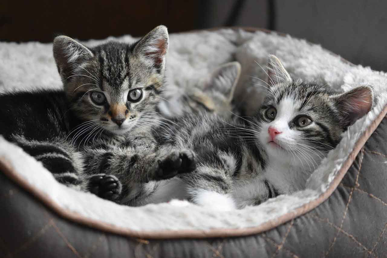 Cats in basket. clickable link to learn more about cat