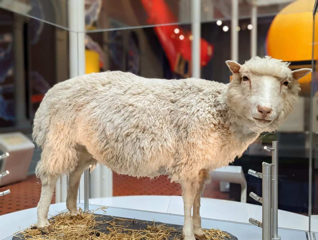 dolly the sheep in a museum