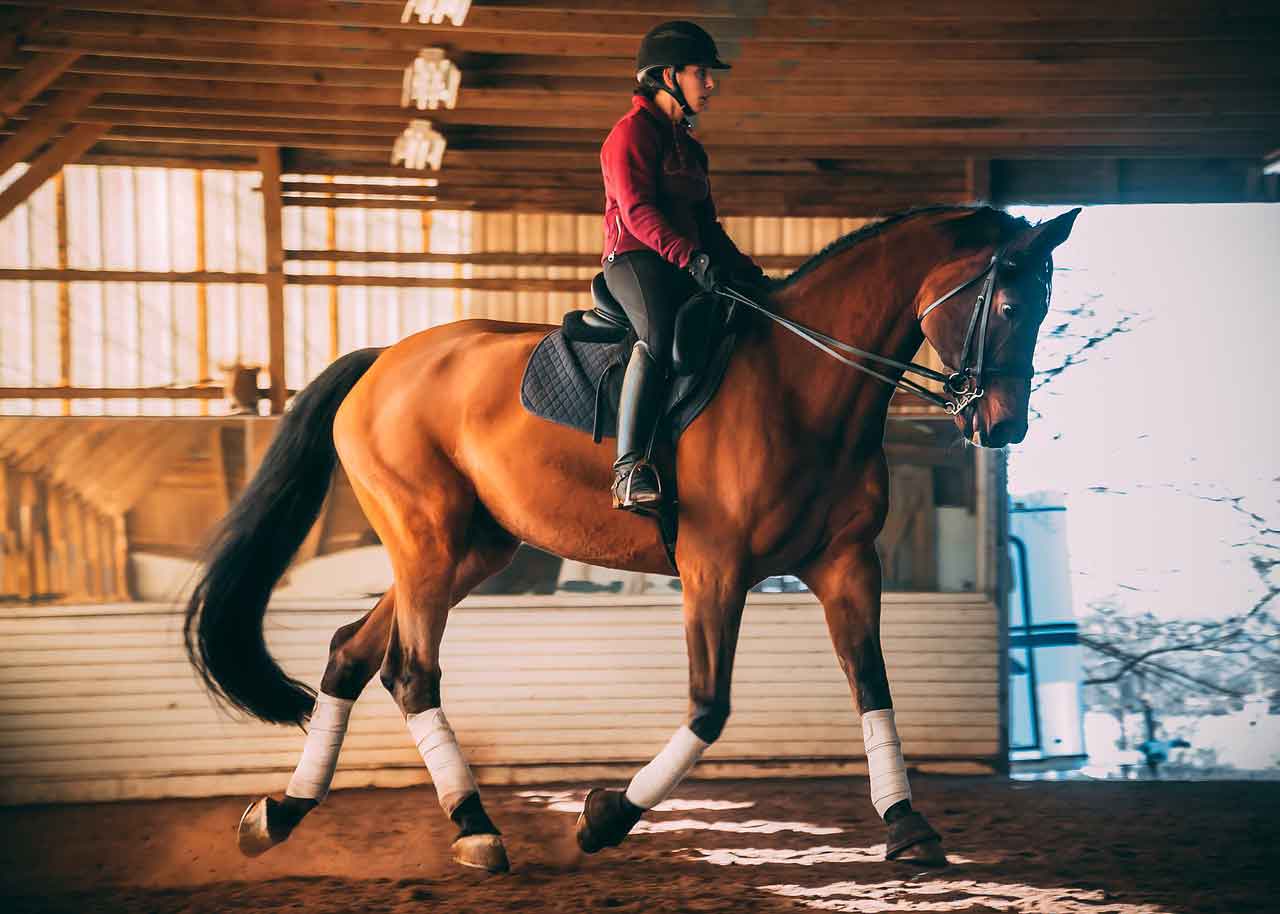 Photo of woman riding horse on Pet cloning- click to know more about horse cloning